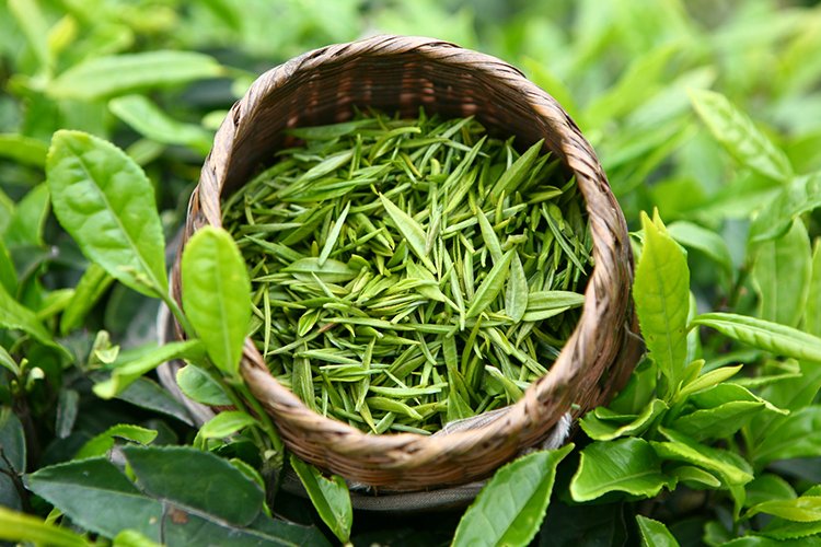 Зеленый чай для шевелюры