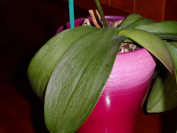 Мягкие листья орхидеи фаленопсис